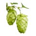 Lúpulo Simcoe YQH x 1Kg. 