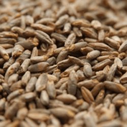 Malta de Centeno Rye Malt x 25 Kg Bestmalz - Cibart