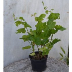 Planta en maceta de Polaris - Vendo Lúpulo