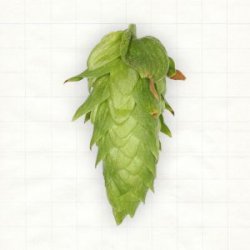 US Cascade  - Hopsteiner