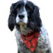 Marston’s Brewery Dog Bandana 