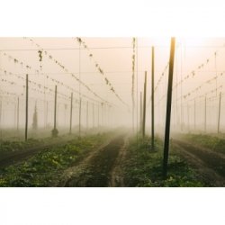 Popihn NEIPA DDH - CRYO HOPS® : Ahtanum® / Palisade® & T-90 : Simcoe®/ Warrior®