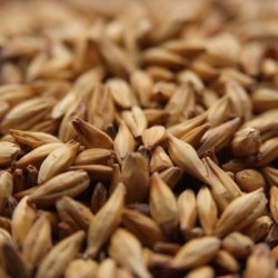 MALTA CARAHELL WEYERMANN - Insumos Cerveceros de Occidente