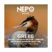 Grebe  Nepo 