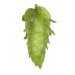 Lúpulo Amarillo Hopsteiner (100g) 