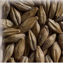 Malta Cara Blond KG - Palma Rosa