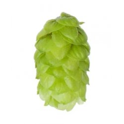 Lúpulo Styrian Golding Hopsteiner x 100 grs - The Craft Drinks Lab