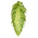 Lúpulo Sterling Hopsteiner x 100 grs 