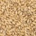 Beerex Malt - plzeňský slad 