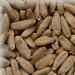 Malta Rye Malt (Centeno) KG 